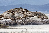 Northern (Steller) sea lions (Eumetopias jubatus), South Marble Island, Glacier Bay National Park, Southeastern Alaska, United States of America, North America