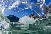 Glacial ice calved from the Sawyer Glacier, Williams Cove, Tracy Arm-Ford's Terror Wilderness Area, Southeast Alaska, United States of America, North America