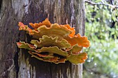 The shelving fungus called Chicken-of-the-Woods (Laeitiporus sulphureus), Williams Cove, Southeast Alaska, United States of America, North America