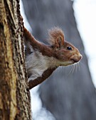 Red squirrel in Parque del Retiro, Madrid, Spain, Europe