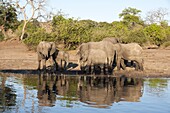 African elephants (Loxodonta africana), Chobe National Park, Botswana, Africa