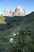 Wild flowers and the dramatic Sassolungo mountains in the Dolomites near Canazei, Trentino-Alto Adige, Italy, Europe