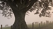 Cattle grazing in a field beside an ancient tree in autumn, Devon, England, United Kingdom, Europe