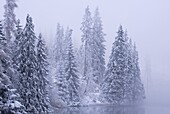 Snow covered pine trees in winter, High Tatras, Slovakia, Europe