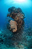 Coral reef scene, shoal of glassfish (Arapriacanthus ransonneti), Ras Mohammed National Park, Sharm el-Sheikh, Red Sea, Egypt, North Africa, Africa
