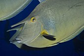 Bluespine unicorn fish (Naso unicornis) close-up, Ras Mohammed National Park, off Sharm el-Sheikh, Sinai, Red Sea, Egypt, North Africa, Africa