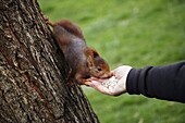 Feeding red squirrel in Parque del Retiro, Madrid, Spain, Europe