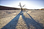 Dead camelthorn trees said to be centuries old in silhouette at sunset in the dried mud pan at Dead Vlei, Namib Desert, Namib Naukluft Park, Namibia, Africa