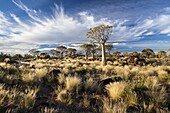 Quiver trees (Aloe Dichotoma), also referred to as Kokerboom, in the Quivertree Forest on Farm Gariganus near Keetmanshopp, Namibia, Africa