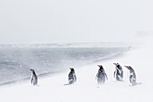 Adult gentoo penguins (Pygoscelis papua) in snow storm, Port Foster, Deception Island, Antarctica, Southern Ocean, Polar Regions