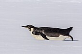 Recently fledged emperor penguin (Aptenodytes forsteri), Enterprise Islands, Antarctica, Southern Ocean, Polar Regions