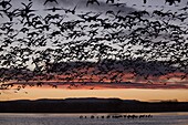 Lesser snow geese (Chen caerulescens caerulescens) in flight at sunrise, greater sandhill cranes (Grus canadensis tabida) in water, Bosque del Apache National Wildlife Refuge, New Mexico, United States of America, North America