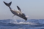 Great white shark (Carcharodon carcharias), Seal Island, False Bay, Simonstown, Western Cape, South Africa, Africa