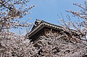 Cherry blossom and the Matsuyama Castle, Shikoku, Japan, Asia