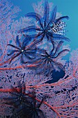 Featherstars feeding in current on red gorgonian, Solomon Islands, Pacific Ocean, Pacific
