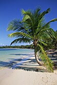 Palm tree on tropical Bavaro Beach, Dominican Republic, West Indies, Caribbean, Central America