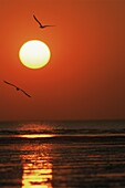 Wading birds at sunset, Vendee, Poitou, France, Europe