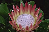 King protea (Protea cynaroides), Kirstenbosch Botanical Gardens, Cape Town, South Africa, Africa