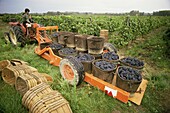 Harvesting grapes, St. Joseph, Ardeche, Rhone Alpes, France, Europe