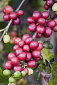 Ripe coffee berries, Kona Joe's coffee plantation, Kona, Island of Hawaii (Big Island), Hawaii, United States of America, North America