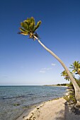 Tikehau, Tuamotu Archipelago, French Polynesia, Pacific Islands, Pacific