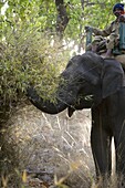 Mahout and Indian elephant (Elephus maximus) eating, Bandhavgarh National Park, Madhya Pradesh state, India, Asia