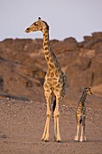 Desert giraffe (Giraffa camelopardalis capensis) with young, Namibia, Africa