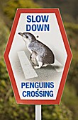 Sign warning drivers about penguins in the road, Wellington, North Island, New Zealand, Pacific