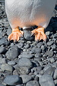 Gentoo penguin's feet at Brown Bluff, Antarctic Peninsula, Antarctica, Polar Regions