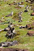 Fur seals, Moltke Harbour, Royal Bay, South Georgia, South Atlantic