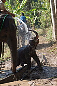 Elephants at the Anantara Golden Triangle Resort, Sop Ruak, Golden Triangle, Thailand, Southeast Asia, Asia