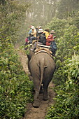 Japanese tourists on dawn elephant safari, at the Island Jungle Resort hotel, Royal Chitwan National Park, Terai, Nepal, Asia