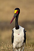 Female saddle-billed stork (Ephippiorhynchus senegalensis), Masai Mara National Reserve, Kenya, East Africa, Africa