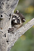Baby raccoon (Procyon lotor) in captivity, Animals of Montana, Bozeman, Montana, United States of America, North America