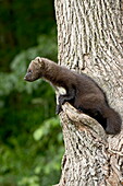 Captive baby fisher (Martes pennanti) in a tree, Sandstone, Minnesota, United States of America, North America