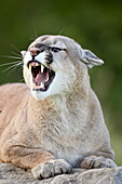Mountain lion (cougar) (Felis concolor), in captivity Sandstone, Minnesota, United States of America, North America