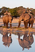 Elephant back safari, Abu Camp, Okavango Delta, Botswana, Africa