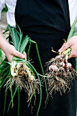 Cook with freshly picked onions and spring onions, Jutland, Denmark, Scandinavia, Europe