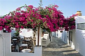 Side street, white walls, cafe and bougainvillea in Apollonia, on Sifnos, Cyclades Islands, Greek Islands, Greece, Europe