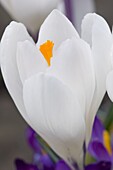 A close-up of a white crocus with yellow centre in March, United Kingdom, Europe