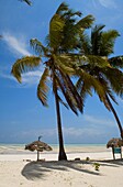 Palm trees, thatched beach umbrellas and traditional sunbeds made from coconut wood on the beach at Paje, Zanzibar, Tanzania, East Africa, Africa