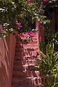 Colourful pink steps and bougainvillea in the old section of Hania, Crete, Greek Islands, Greece, Europe