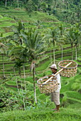 Rice terraces near Tegallalang Village, Bali, Indonesia, Southeast Asia, Asia