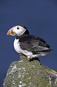 Puffin on rock, Fratercula arctica, Isle of May, Scotland, United Kingdom, Europe