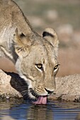 Lioness (Panthera leo) drinking, Kgalagadi Transfrontier Park, Northern Cape, South Africa, Africa