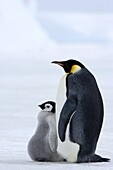 Emperor penguin (Aptenodytes forsteri) and chick, Snow Hill Island, Weddell Sea, Antarctica, Polar Regions