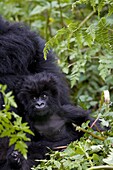Baby mountain gorilla (Gorilla gorilla beringei) eating leaves, Rwanda (Congo border), Africa
