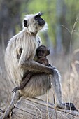 Common langur (Presbytis entellus) with her baby, Bandhavgarh Tiger Reserve, Madhya Pradesh state, India, Asia