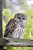 Barred owl (Strix varia) on fence, in captivity, Boulder County, Colorado, United States of America, North America