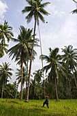 Removing coconuts using a bamboo pole, Koh Samui, Thailand, Southeast Asia, Asia